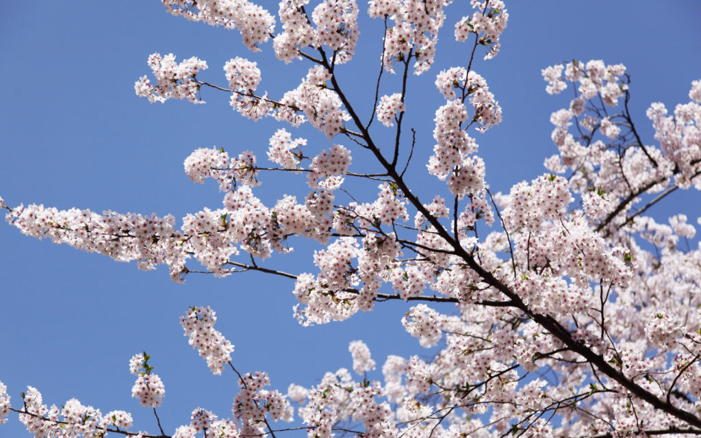 2014_sakura_02