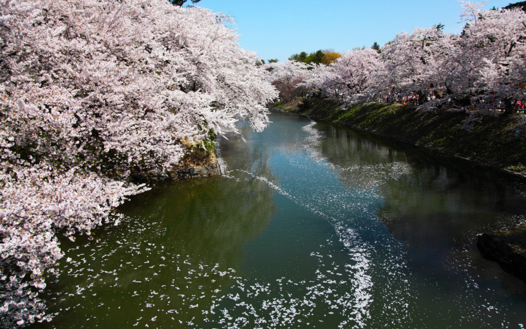 2014_sakura_03