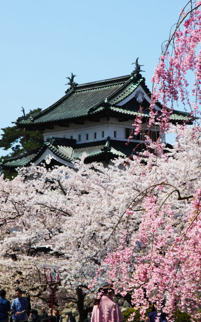 2014_sakura_05