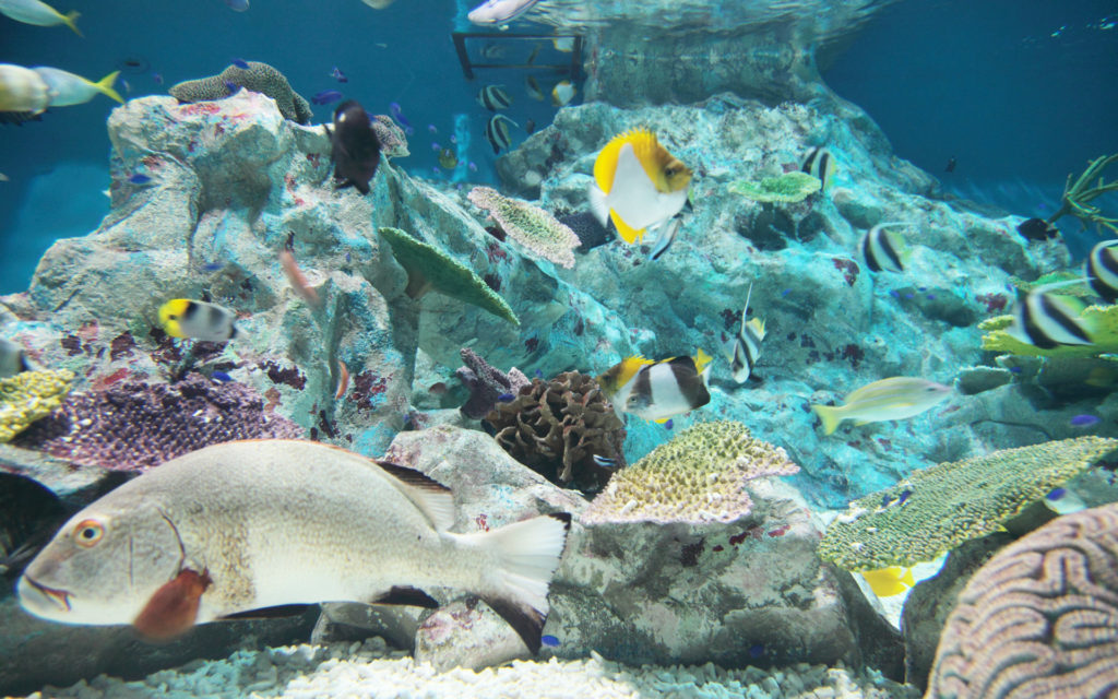 2014_aquarium_02