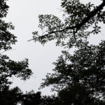 広い野原を求めて